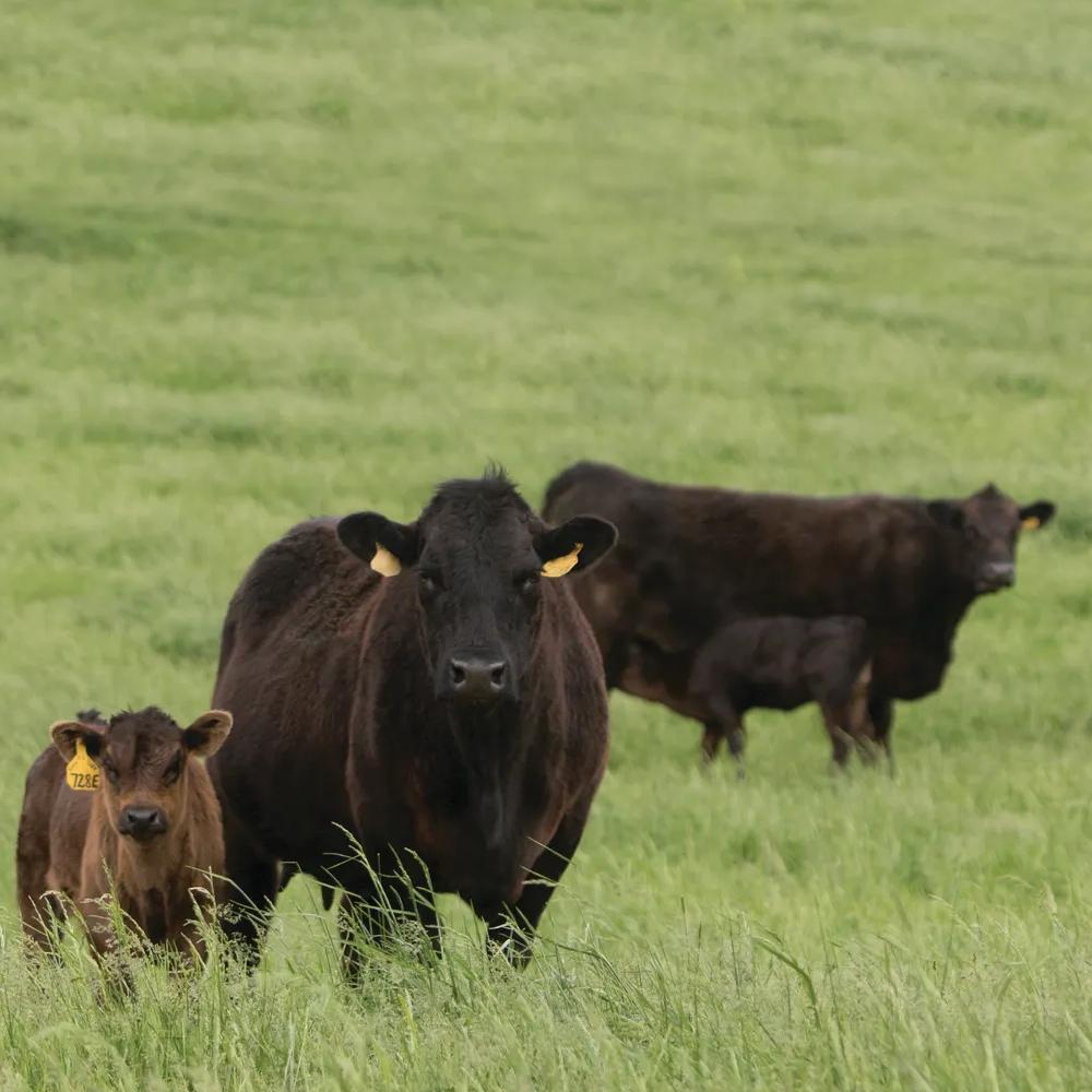 Igenity® Beef (v4)